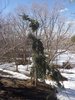 Pseudotsuga menziesii 'Graceful Grace' HMS16.JPG