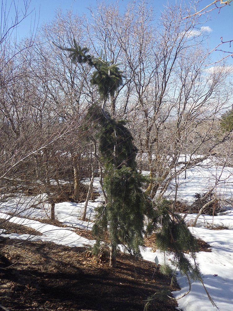 Pseudotsuga menziesii 'Graceful Grace' HMS16.JPG