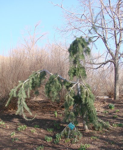 Pseudotsuga menziesii 'Graceful Grace' Habit KA14.JPG
