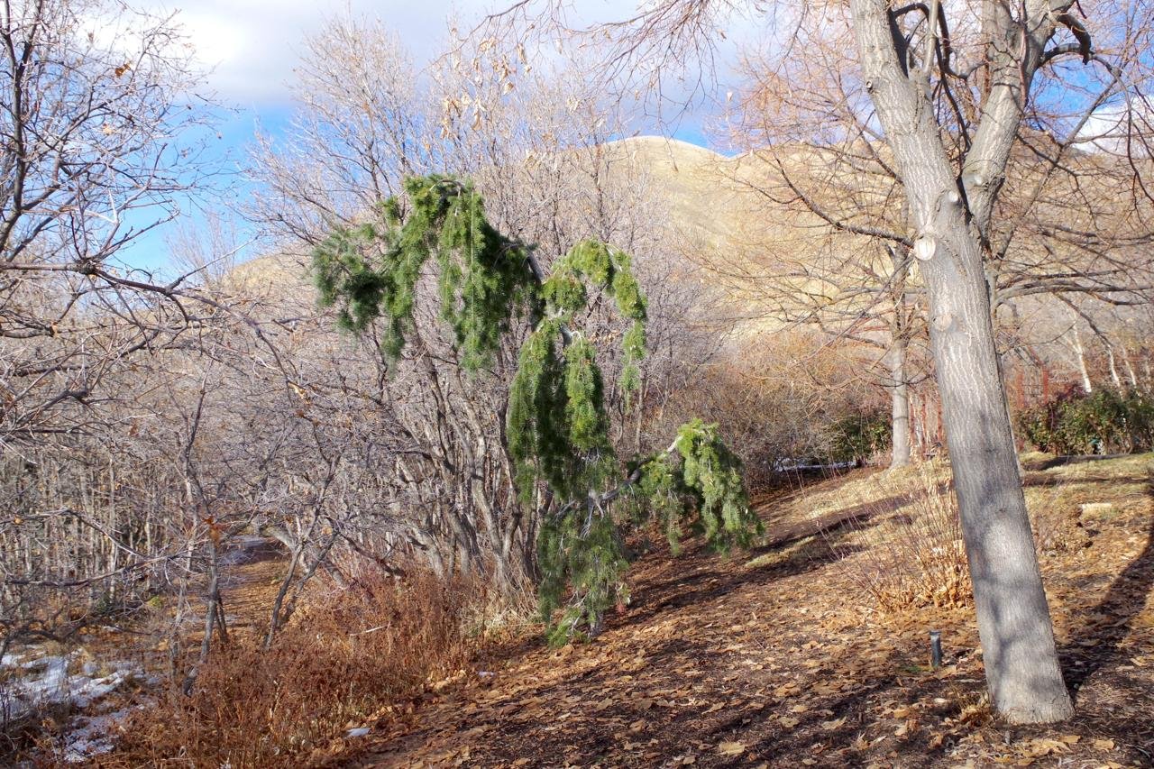 Pseudotsuga menziesii 'Graceful Grace' Habit Winter 1 HMS18.JPG