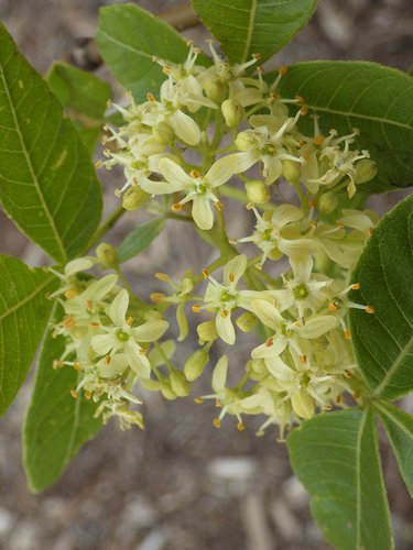 Ptelea trifoliata Inflorescence JWB17.JPG