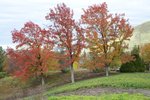 Pyrus-calleryana-'Aristocrat'-Fall-Habit-1-GLE21.JPG