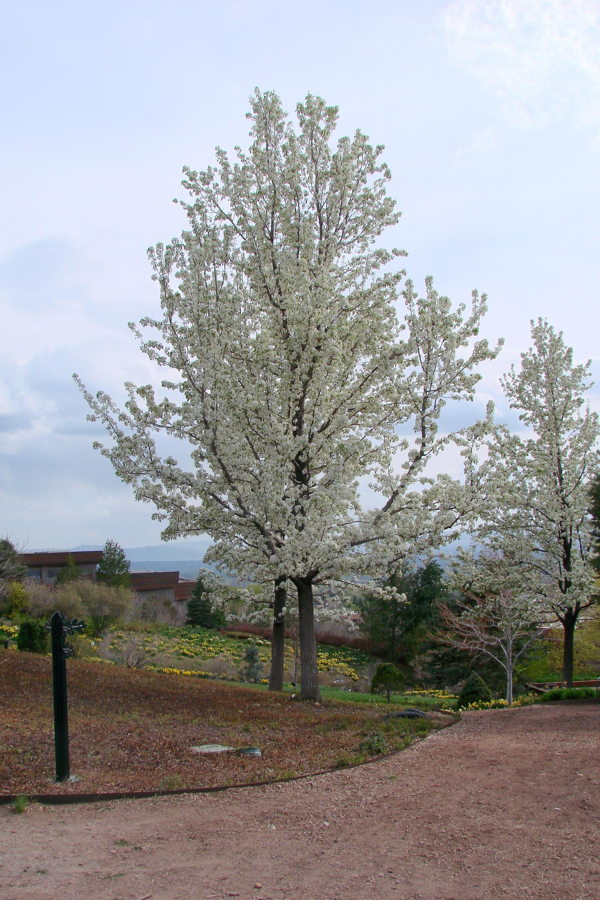 Pyrus-calleryana-'Aristocrat'-Habit-in-Flower-1-KA14.JPG