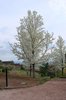 Pyrus-calleryana-'Aristocrat'-Habit-in-Flower-1-KA14.JPG