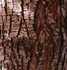 Pyrus calleryana 'Aristocrat' Bark HMS.jpg