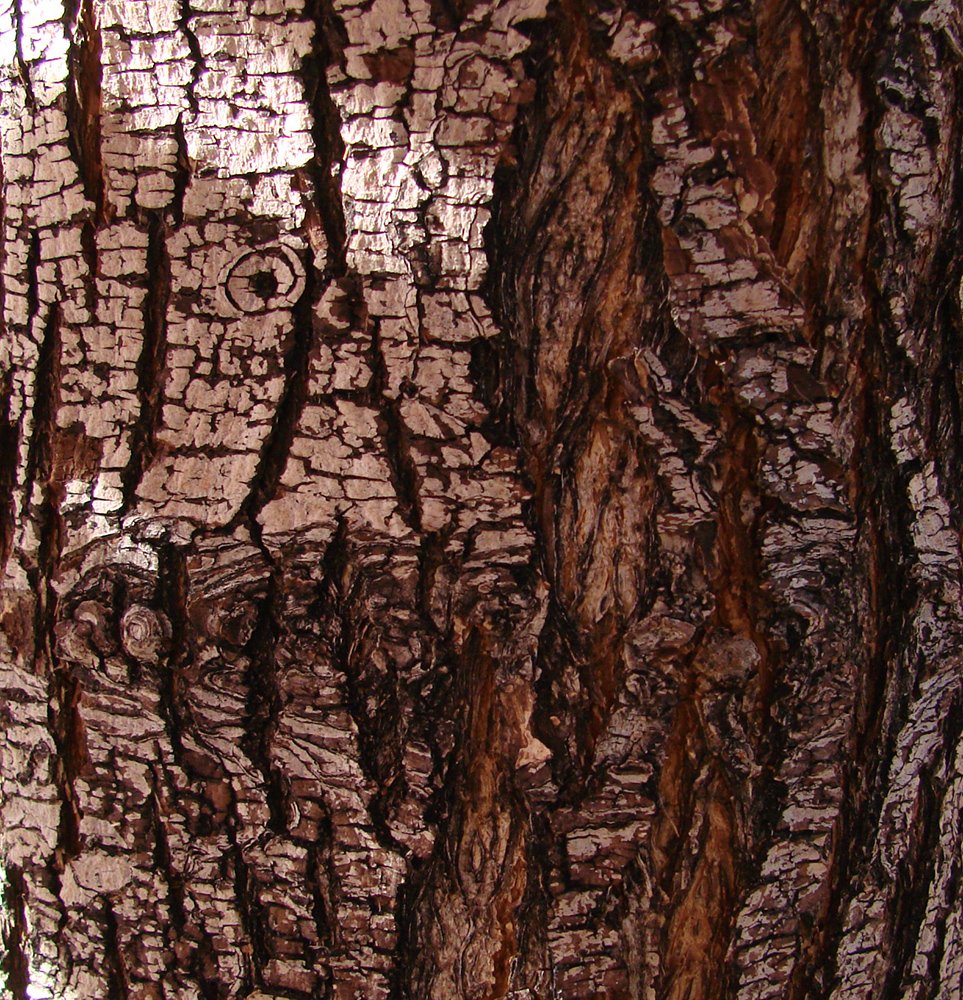 Pyrus calleryana 'Aristocrat' Bark HMS.jpg