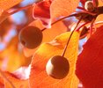 Pyrus calleryana 'Aristocrat' Fruit HMS.jpg