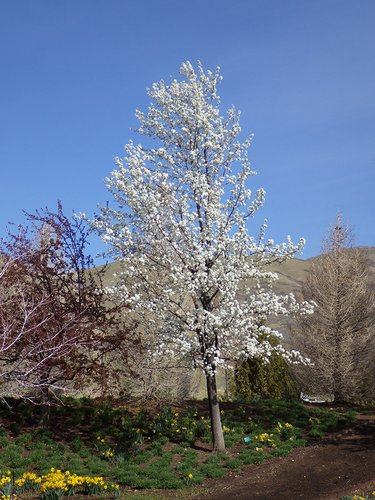 Pyrus calleryana 'Aristocrat' Habit in Flower JWB15.JPG