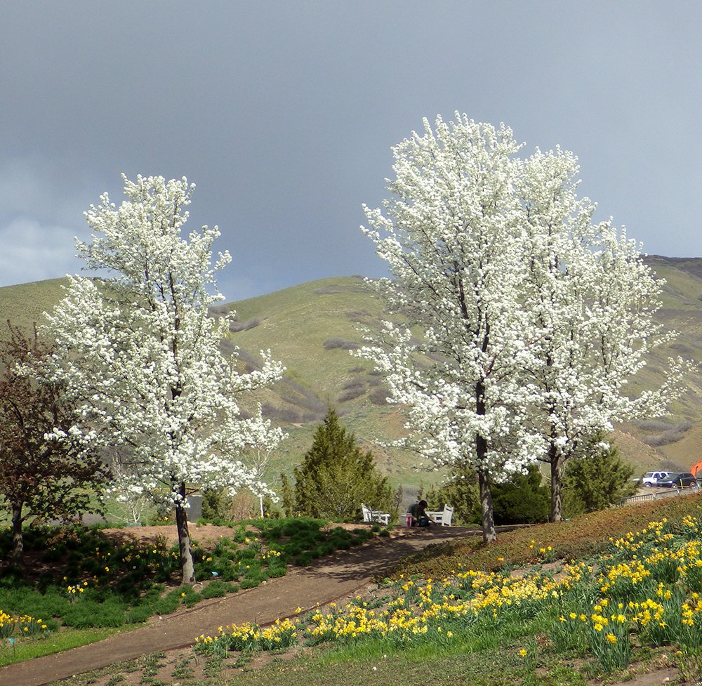 Pyrus calleryana 'Aristocrat' Habit in Flower JWB15.JPG