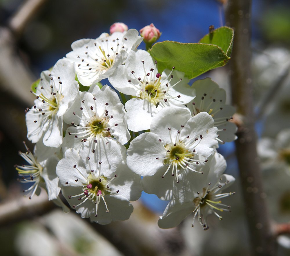 Pyrus calleryana 'Glen's Form' Flowers JWB14.JPG