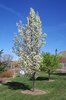 Pyrus calleryana 'Glen's Form' Habit in Flower JWB14.JPG