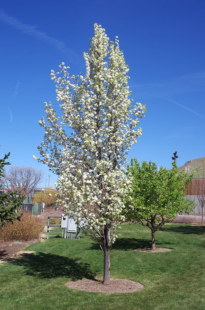 Pyrus calleryana 'Glen's Form' Habit in Flower JWB14.JPG