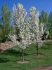 Pyrus calleryana 'Glen's Form' In Flower.JPG