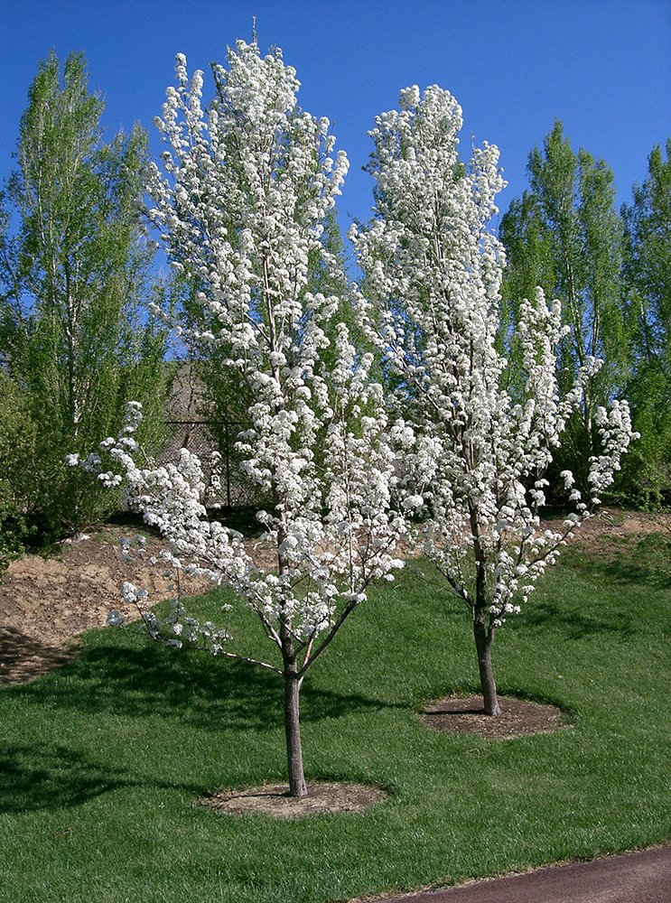 Pyrus calleryana 'Glen's Form' In Flower.JPG