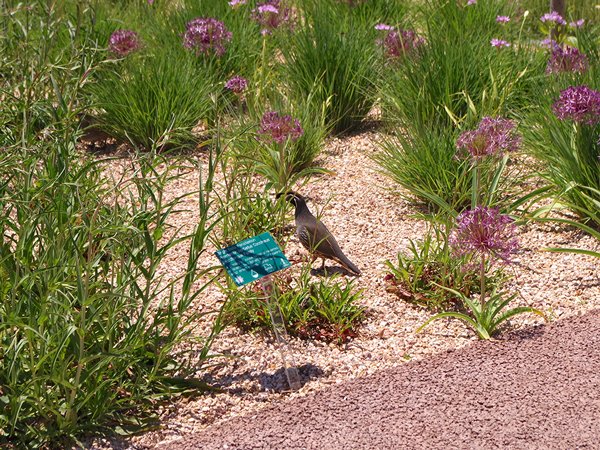 Quail Jason Baker