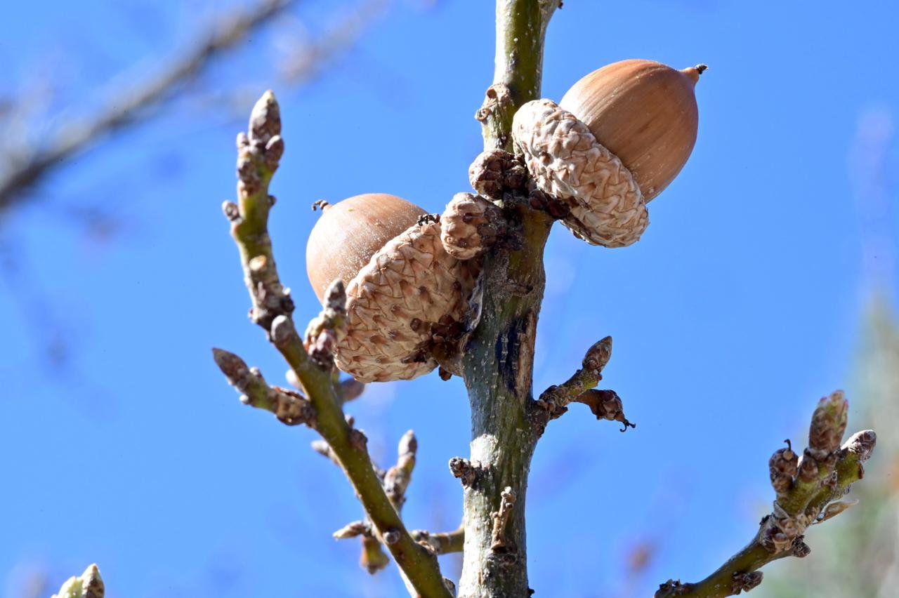 Quercus-buckleyi-Acorns-1-GLE21.JPG
