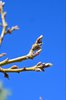 Quercus-buckleyi-Buds-1-GLE21.JPG
