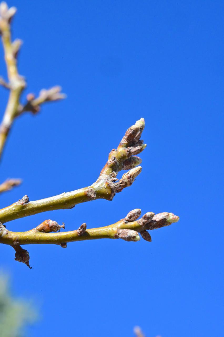 Quercus-buckleyi-Buds-1-GLE21.JPG