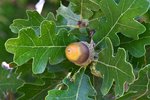 Quercus-gambelii-Acorn-1-GLE21.JPG