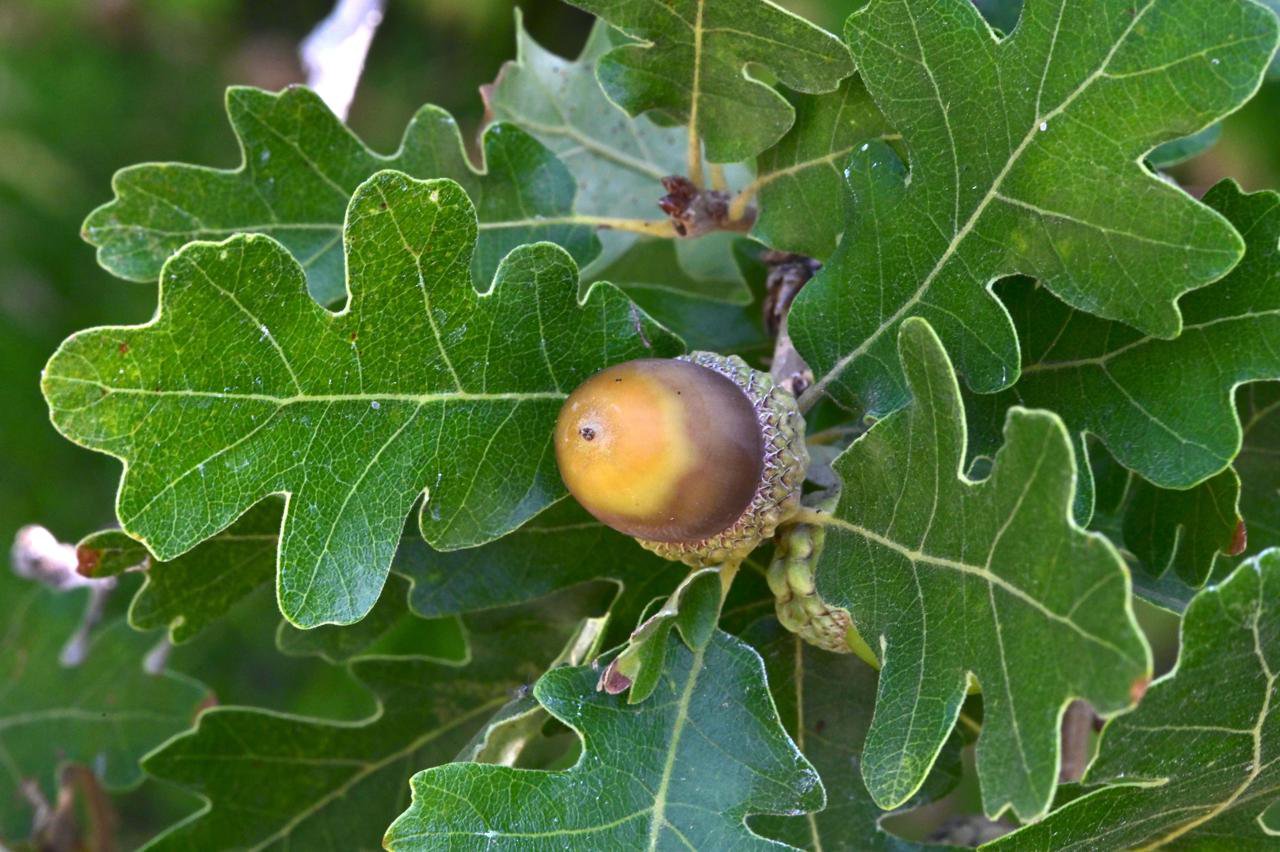 Quercus-gambelii-Acorn-1-GLE21.JPG