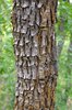 Quercus-gambelii-Bark-1-JWB21.JPG