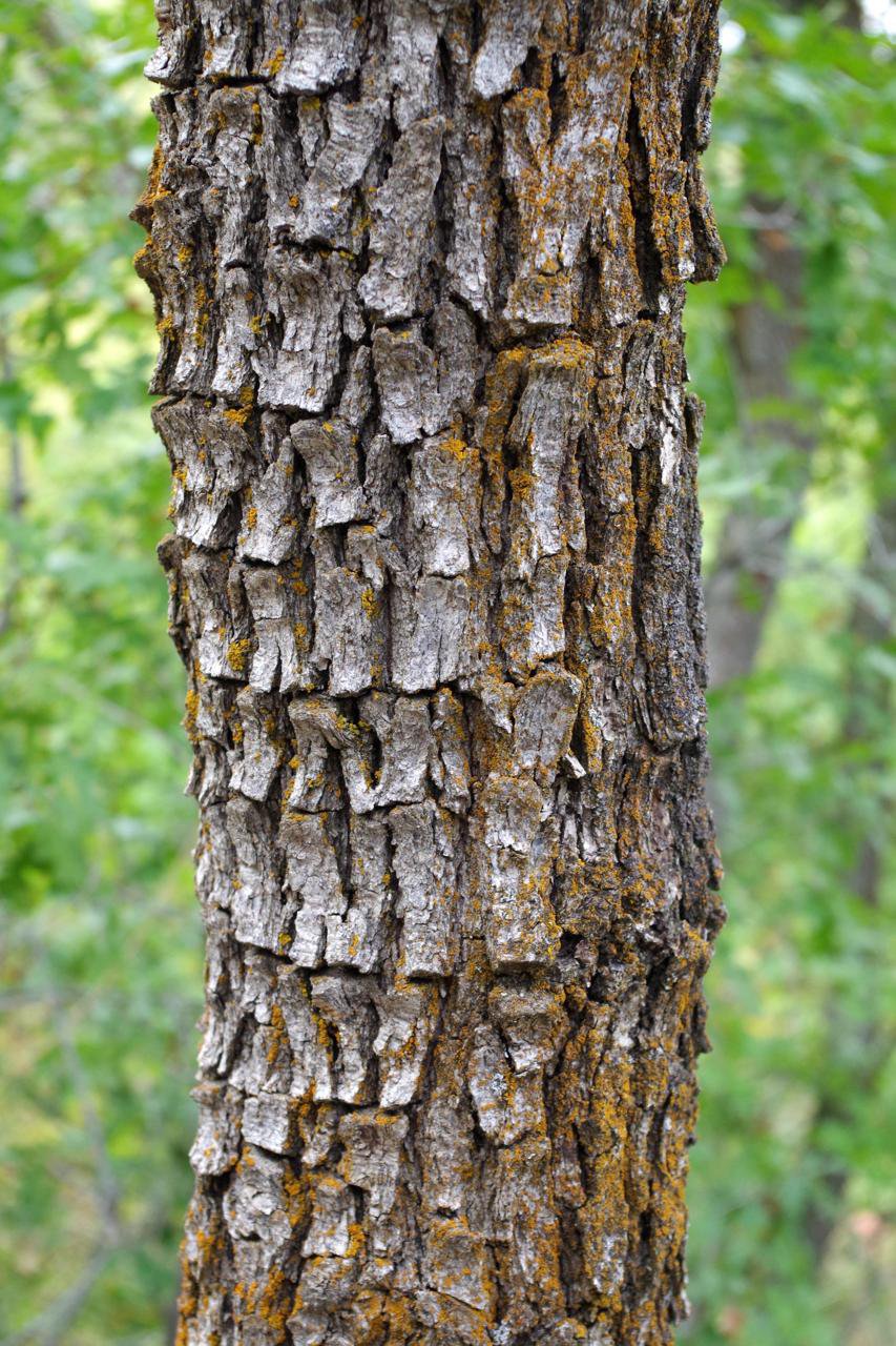 Quercus-gambelii-Bark-1-JWB21.JPG
