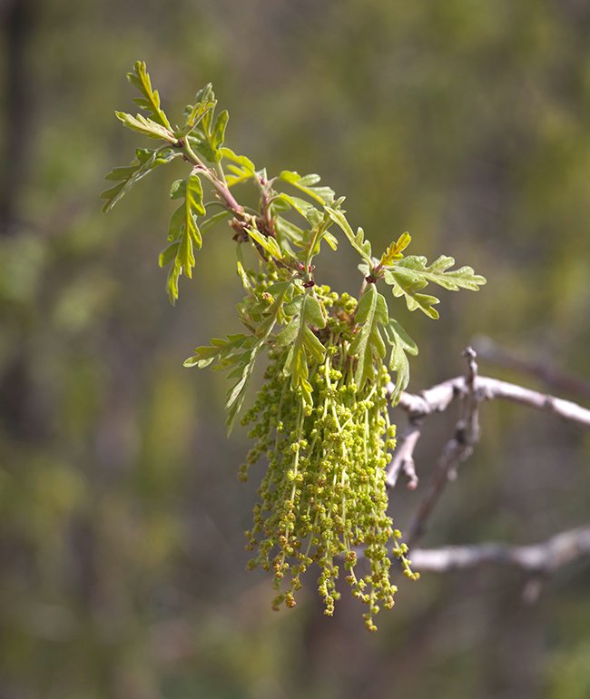 Quercus-gambelii-Flowers-3-JWB23