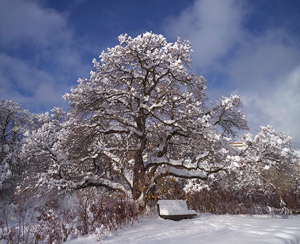 Quercus-gambelii-Habit-in-Winter-1-JWB22 copy