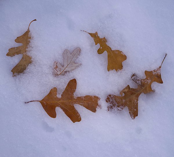 Quercus-gambelii-Leaves-Winter-2-JWB22 copy