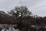 Quercus-gambelii-Winter-1-HMS21.JPG