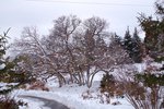 Quercus-gambellii-Winter-Habit-1-HMS19.JPG