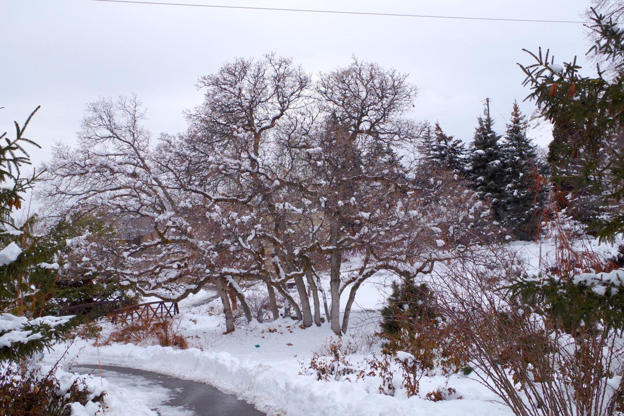 Quercus-gambellii-Winter-Habit-1-HMS19.JPG