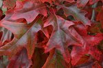 Quercus-texana-Fall-Leaves-1-GLE21.JPG