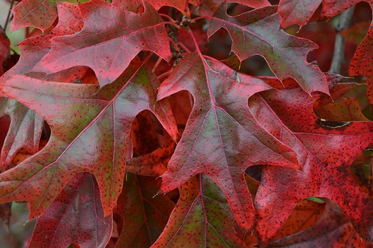 Quercus-texana-Fall-Leaves-1-GLE21.JPG