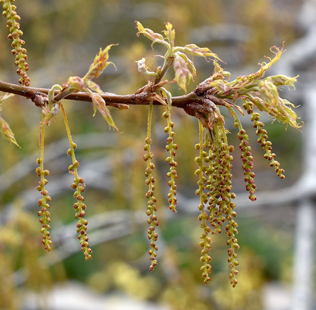 Quercus-texana-Flowers-1-JWB21.JPG