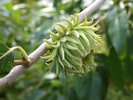 Quercus acutissima Immature Acorn 1 JWB17.JPG