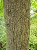 Quercus acutissima Immature Bark 1 JWB17.JPG