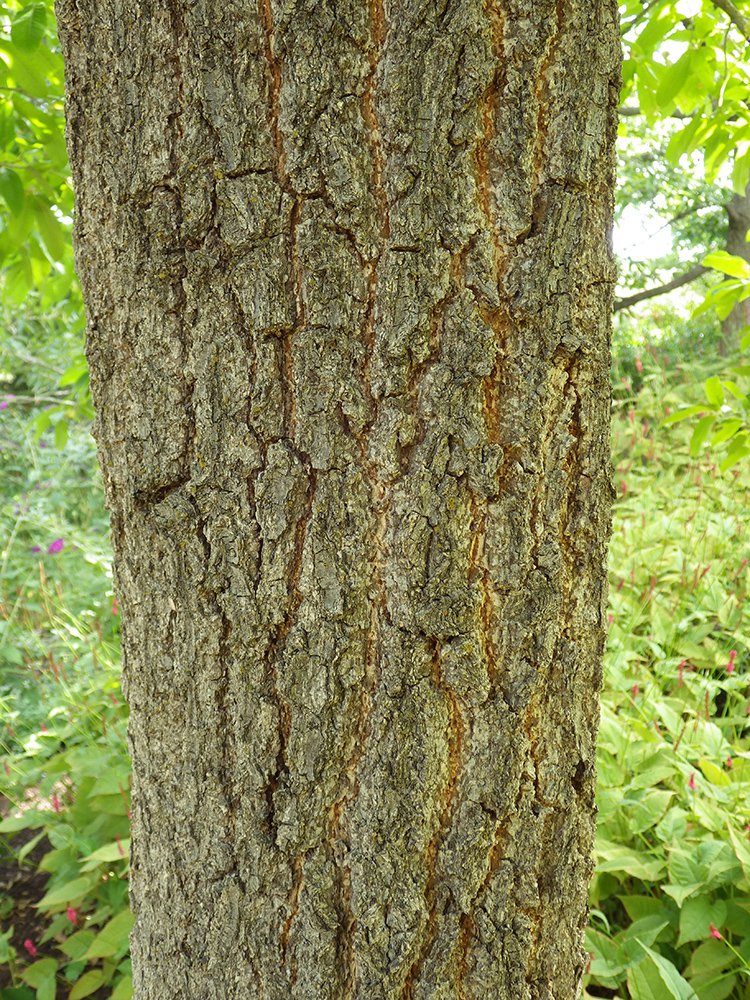 Quercus acutissima Immature Bark 1 JWB17.JPG
