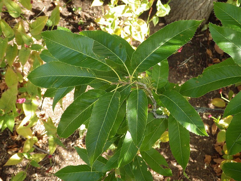 Quercus acutissima Immature Leaf 2 JWB17.JPG