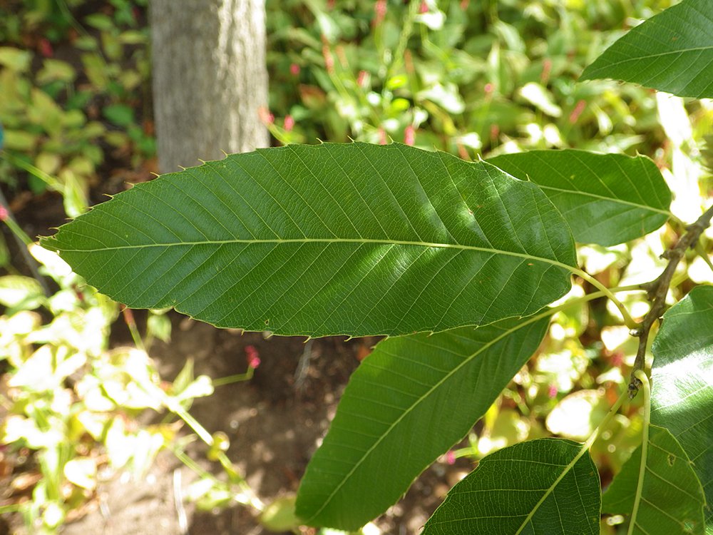 Quercus acutissima Immature Leaf 3 JWB17.JPG