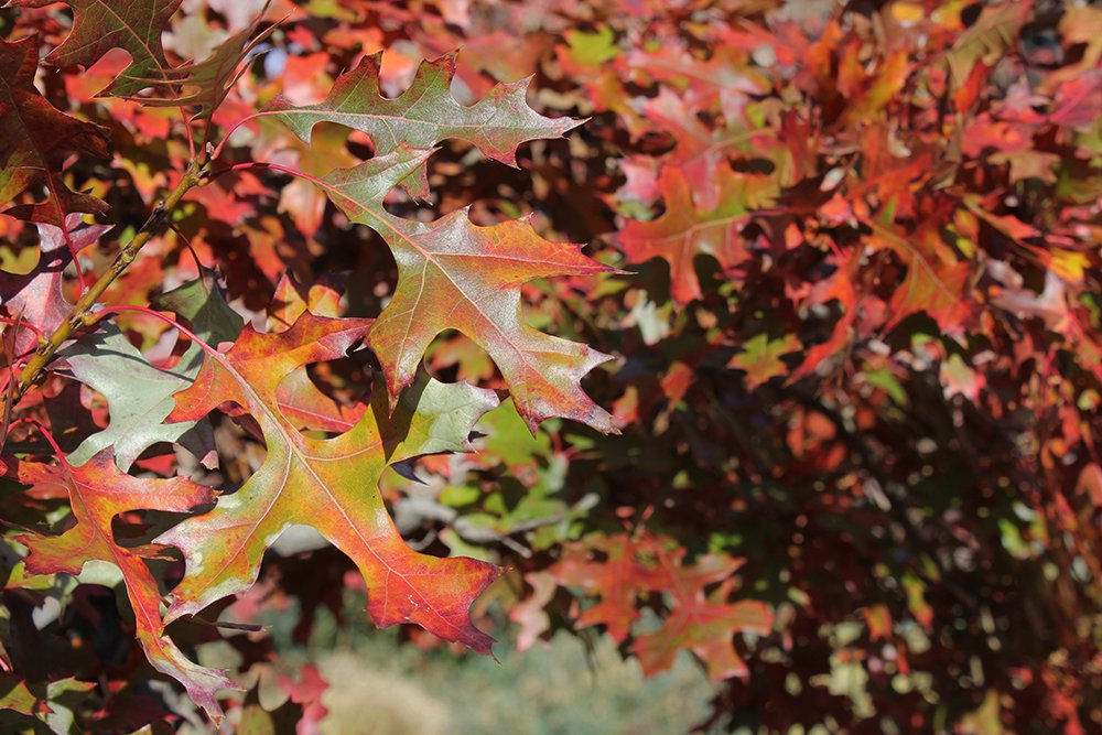 Quercus buckleyi Fall Leaves 2 SQS13.JPG