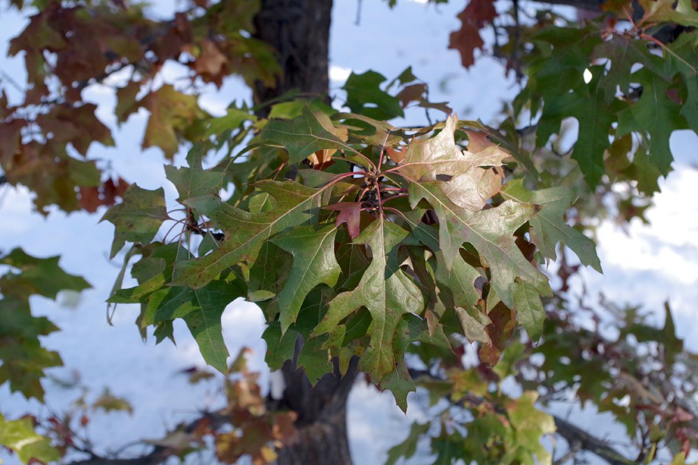 Quercus buckleyi Leaves JWB19.JPG