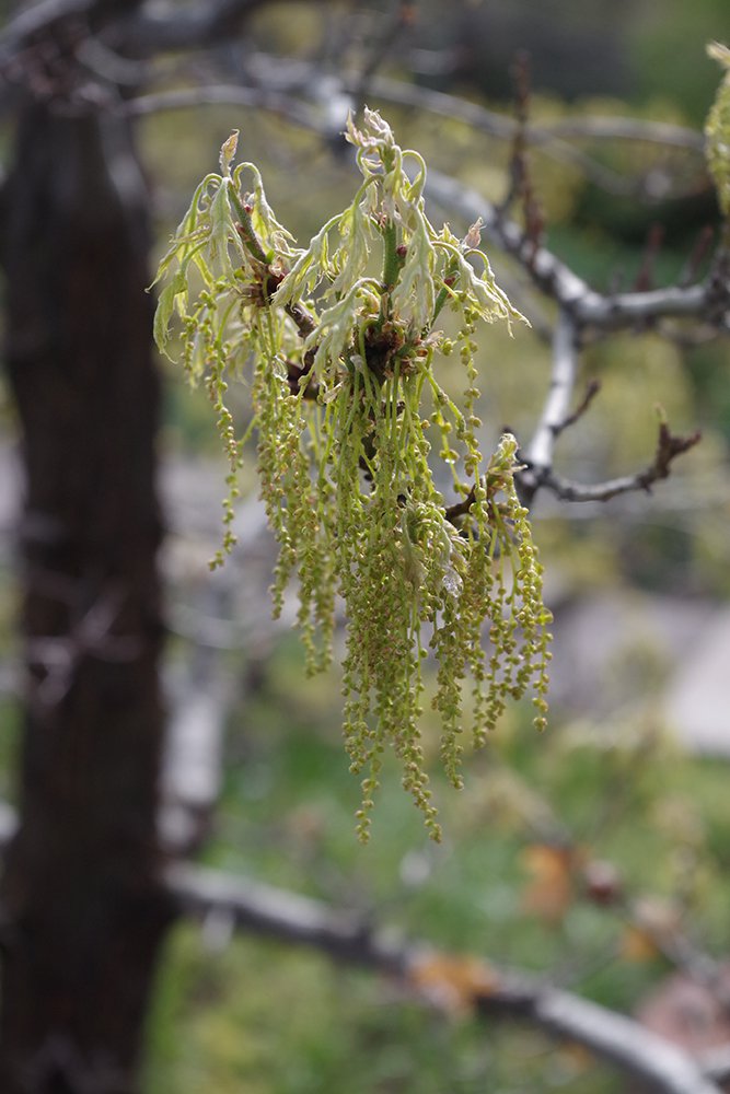 Quercus buckleyi Male Flowers 1 JWB19.JPG
