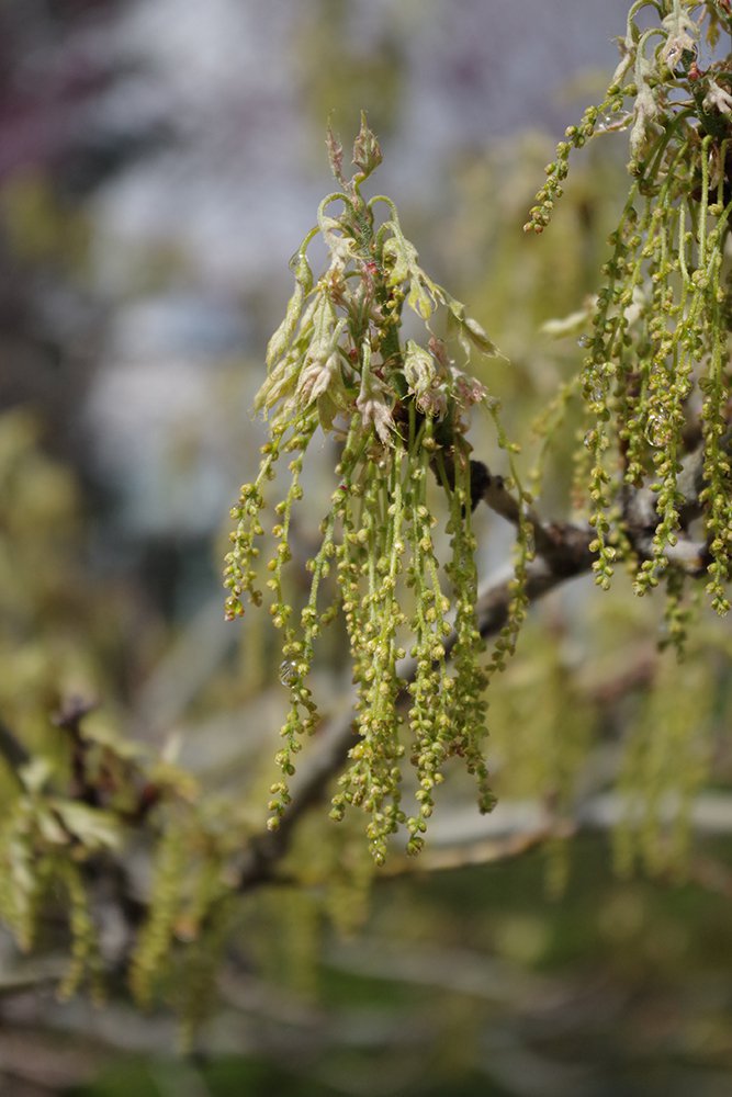 Quercus buckleyi Male Flowers 2 JWB19.JPG