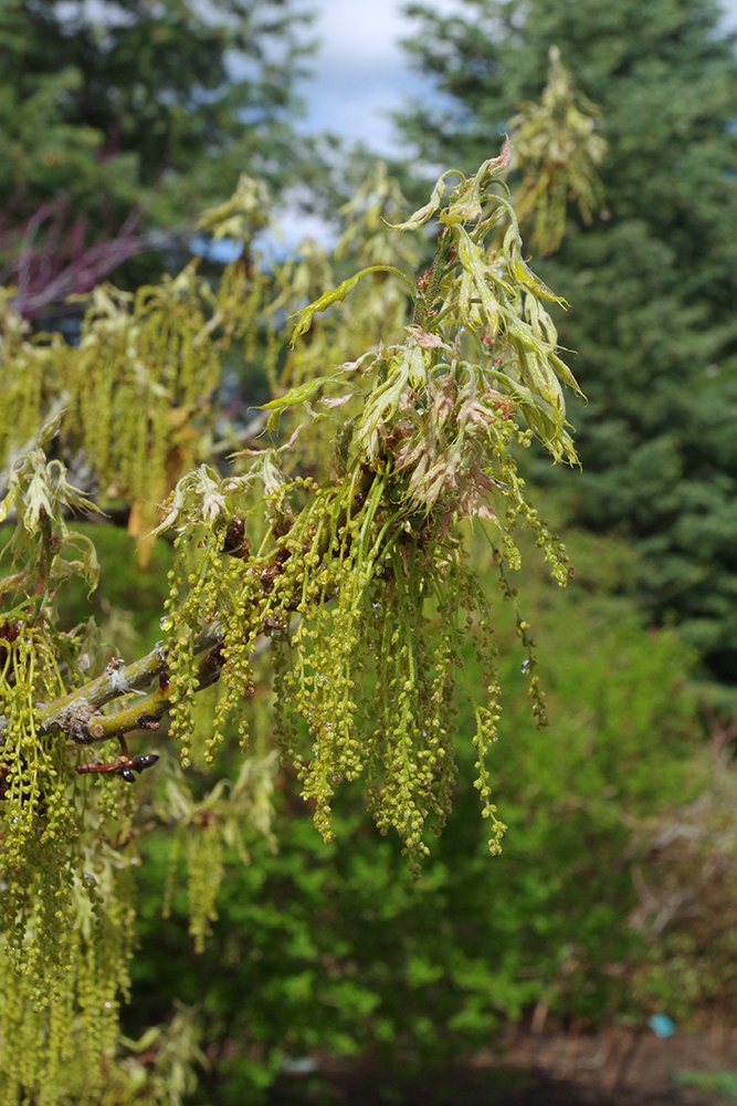 Quercus buckleyi Male Flowers 3 JWB19.JPG