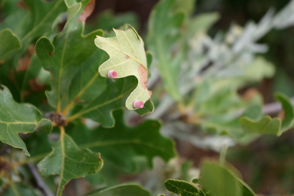 Quercus gambelii Fungus 2 JWB19.JPG