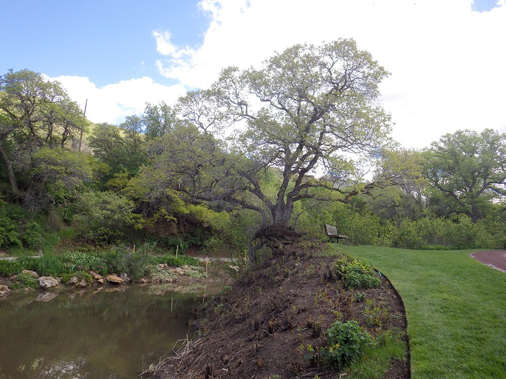 Quercus gambelii HMS16.JPG