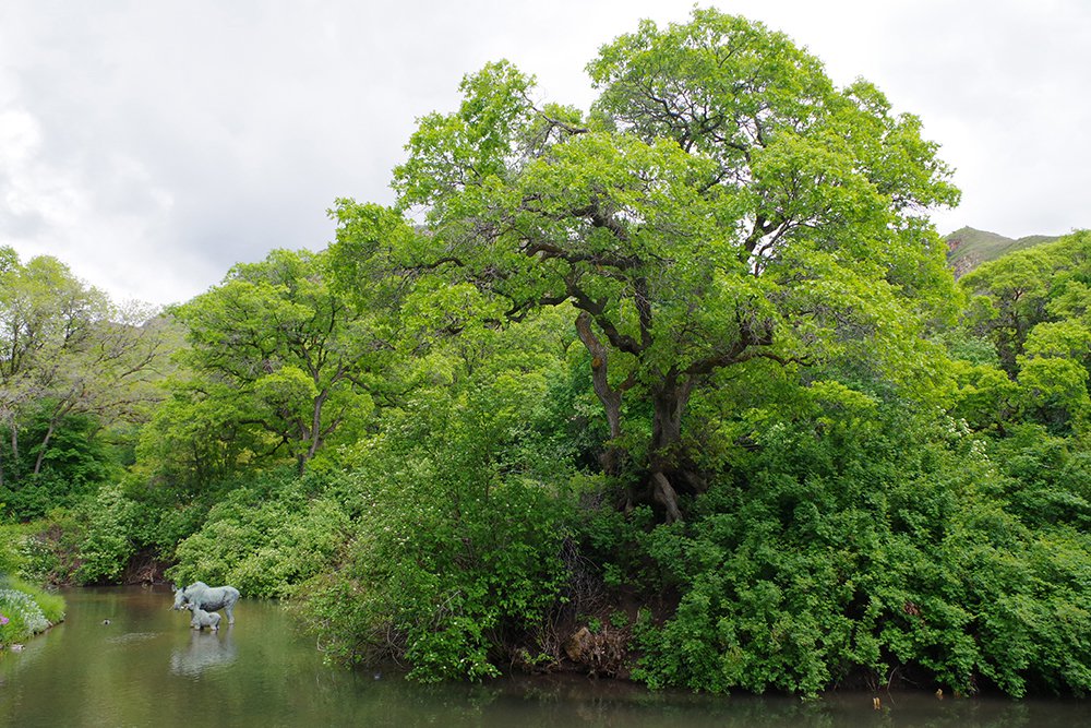 Quercus gambelii Habit 1 MJD19.JPG
