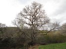 Quercus gambelii Habit 4 JAW16.JPG