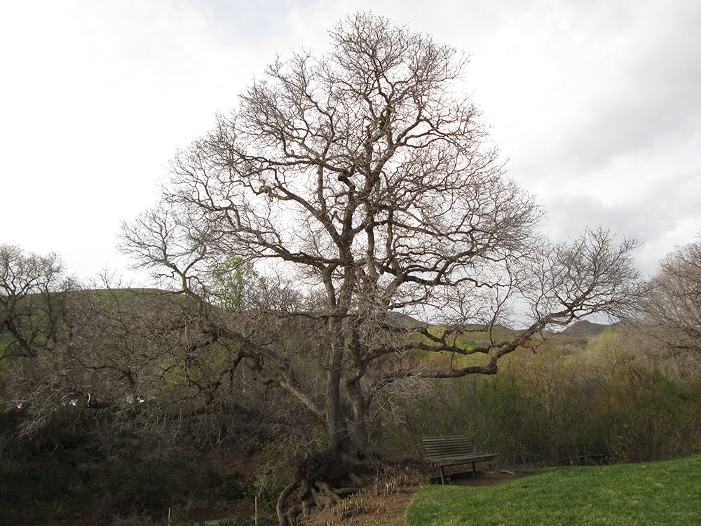 Quercus gambelii Habit 4 JAW16.JPG